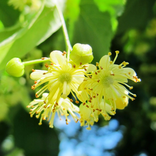 菩提花萃取（灰泥）